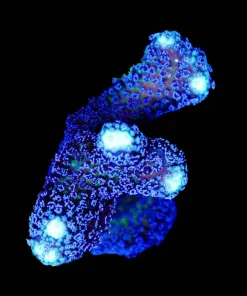 Wysiwyg XL Purple Stylopora Frag [F192]