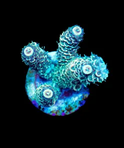 Wysiwyg Acropora Millepora Frag | Easy Species To Keep [F192]