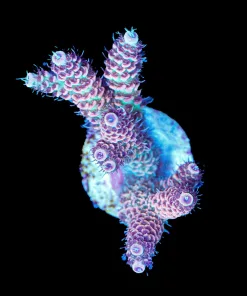 Wysiwyg Ultimate Millepora Frag | Easy Species To Keep [F193]