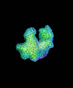 Wysiwyg Glowing Pocillopora [F194]