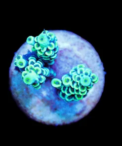 Wysiwyg Acropora Tenuis Frag [F195]