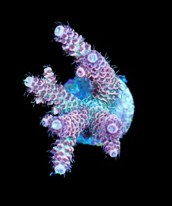 Wysiwyg Ultimate Millepora Frag | Easy Species To Keep [F199]