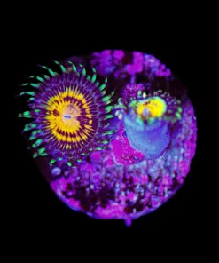 Wysiwyg JF Butt Muncher Zoanthids [F20]