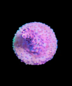 Wysiwyg Reef Raft Pink Cadillac | Super Old Well Encrusted Frag [F200] *Free Shipping ! No Minimum Livestock Spend*