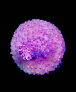 Wysiwyg Reef Raft Pink Cadillac Acropora | OLD Well Encrusted Frag [F200]