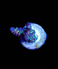 Wysiwyg Acropora Frag [F201]