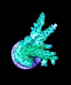 Wysiwyg Poisin Ivy Acropora Frag [F203]