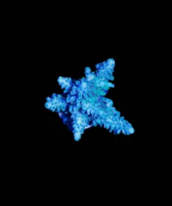 Wysiwyg Northern Lights Acropora [F205]