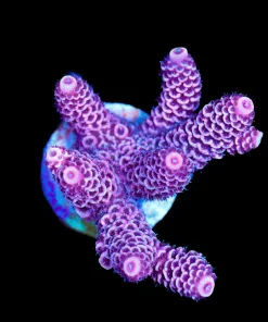 Wysiwyg Large Raspberry Acropora Millepora Frag [F205]