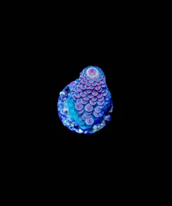 Wysiwyg Red Humilis Acropora [F206]