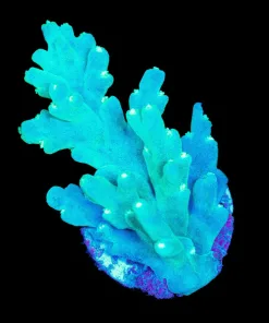 Wysiwyg Deepwater Acropora Frag [F206]