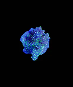 Wysiwyg Purple Bonsai Acropora Valida [F207]