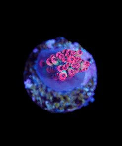 Wysiwyg Small Strawberry Shortcake Acropora Frag [F208]