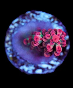 Wysiwyg Small Strawberry Shortcake Acropora Frag [F210]