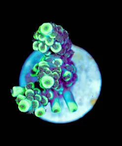 Wysiwyg Limelight Tenuis Frag [F211]