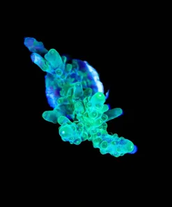 Wysiwyg Acropora [F216]