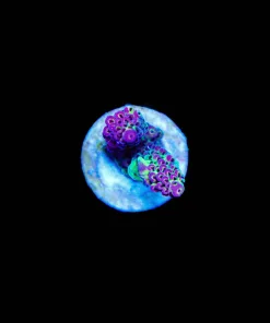 Wysiwyg Acropora [F218]