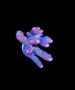 Wysiwyg Large Pink Acropora Millepora [F219]