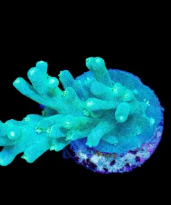 Wysiwyg Deepwater Acropora Frag [F219]