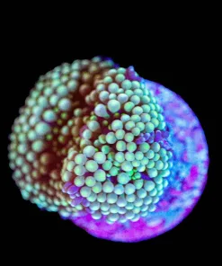 Wysiwyg Ricordea Mushroom [F22]