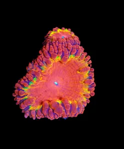 Wysiwyg Blastomussa Frag [F22]
