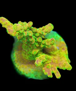 Wysiwyg Reef Raft Rainblow Loom Acropora Frag [F220] *Free Shipping ! No Minimum Livestock Spend*