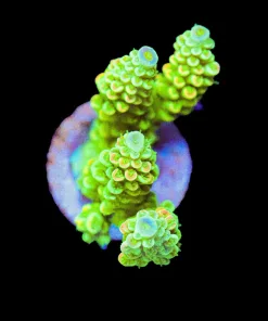 Wysiwyg Golden Tarantula Acropora Frag [F221]
