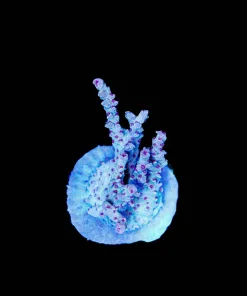 Wysiwyg Large Robin Hood Acropora Frag [F222]