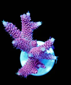 Wysiwyg Shades Of Fall Millepora | Large Frag [F222]