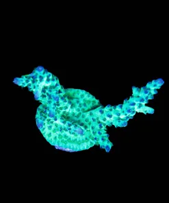 Wysiwyg Large Venom Acropora Frag [F224]