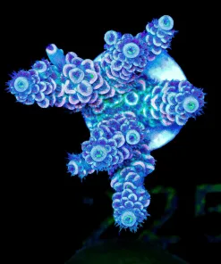 Wysiwyg Rainbow Tenuis Acropora [F225] *Free Shipping ! No Minimum Livestock Spend*