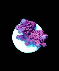 Wysiwyg Red Velvet Acropora Frag [F227]