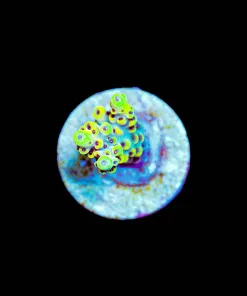 Wysiwyg Tiny PIkachu Acropora Frag [F228]