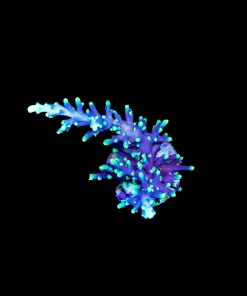 Wysiwyg Large Purple Dragon Acropora Frag [F229]