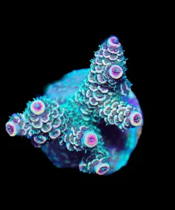 Wysiwyg Acropora Millepora Frag [F230]