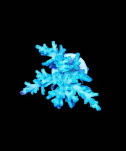 Wysiwyg Large ORA HAwkins Enchinata Frag [F230] *Free Shipping ! No Minimum Livestock Spend*