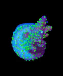 Wysiwyg Bonsai Valida Frag [F232]