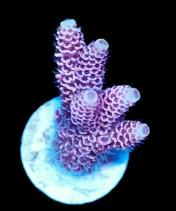 Wysiwyg Acropora Millepora Frag [F233]