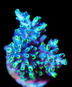 Wysiwyg Large Sabertooth Acropora Frag [F235]