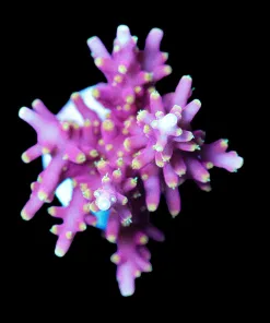 Wysiwyg Large World Wide Coral Little Red Ferrari Frag [F236] *Free Shipping ! No Minimum Livestock Spend*