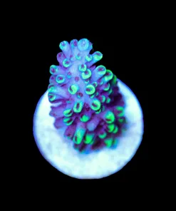 Wysiwyg Sabertooth Frag [F237]
