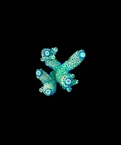 Wysiwyg Acropora [F238]