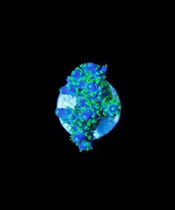Wysiwyg Willy Wonka Acropora [F239]