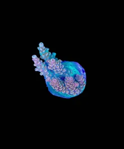 Wysiwyg Terry Table Acropora Frag | Tabling ! [F239]