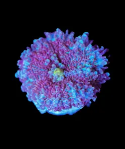 Wysiwyg Purple Yuma Frag [F24]