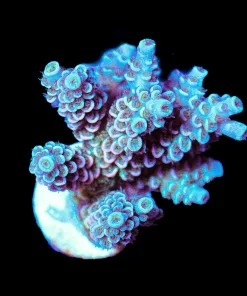 Wysiwyg Rainbow Tenuis Large Frag [F241]