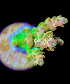 Wysiwyg Golden Budha Acropora Frag [F244]