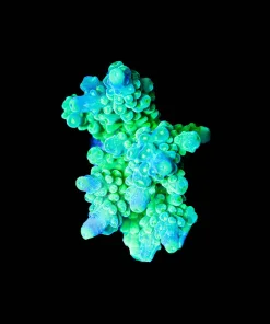 Wysiwyg Massive Green Dragon Tortusa Frag [F247]