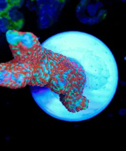 Wysiwyg Forefirst Digi Frag [F248]