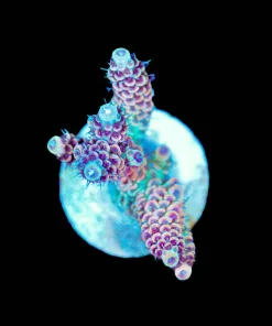 Wysiwyg Orange Sunset Millepora Frag [F248]